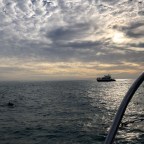 Terrific News: Blog of Riches has an Instagram (@blogofriches)! Celebrate with us and our dolphin friends!